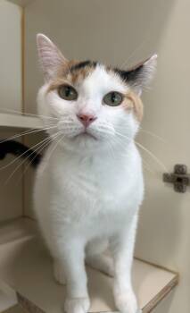 Tish -  Domestic Short Hair Cat for Adoption in Mokena, Illinois - Tish | PetCurious