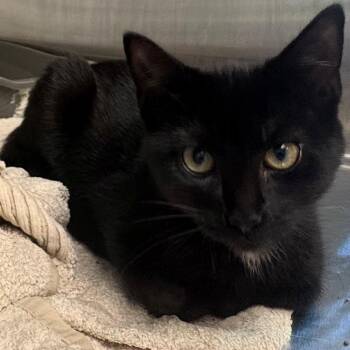 Sarah Palmer -  Domestic Short Hair Cat for Adoption in East Hanover, New Jersey - Sarah Palmer | PetCurious