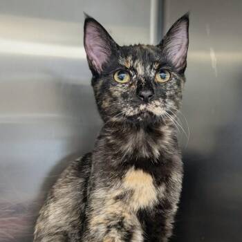 Domestic Short Hair Cats Available for Adoption in Medford, Oregon - Frankie | PetCurious
