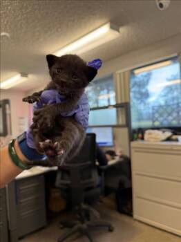 *NORA -  Domestic Short Hair Cat Available for Adoption in Woodland, California - *NORA | PetCurious