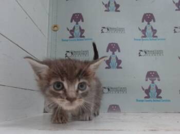 A598623 -  Domestic Short Hair Cat for Adoption in Orlando, Florida - A598623 | PetCurious