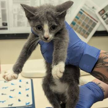 Victoria -  Domestic Short Hair Cat for Adoption in Lynchburg, Virginia - Victoria | PetCurious