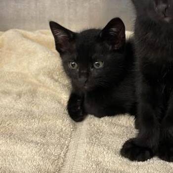 Slide -  Domestic Short Hair Cat for Adoption in Port Charlotte, Florida - Slide | PetCurious