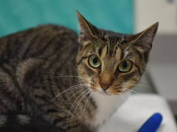 Lulu -  Domestic Short Hair Cat for Adoption in Portland, Oregon - Lulu | PetCurious