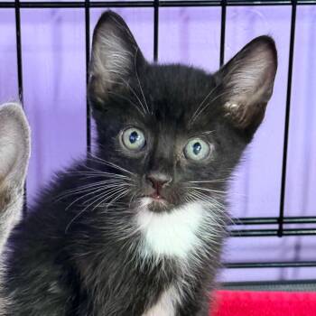 Jackie Jackson -  Domestic Short Hair Cat for Adoption in Redwood Valley, California - Jackie Jackson | PetCurious