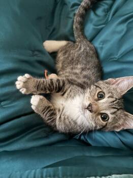 Rust (FCID# 06/17/2026 - 6 Brandywine PS) -  Tabby Cat for Adoption in Greenville, Delaware - Rust (FCID# 06/17/2026 - 6 Brandywine PS) | PetCurious