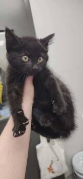 Black Cherry -  Domestic Short Hair Cat for Adoption in Van Wert, Ohio - Black Cherry | PetCurious