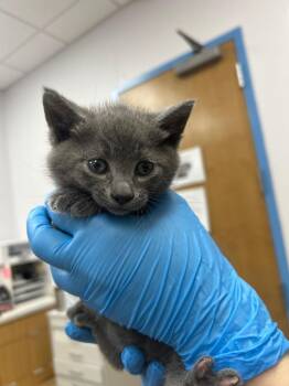 Domestic Short Hair Cats Available for Adoption - Gunner | PetCurious