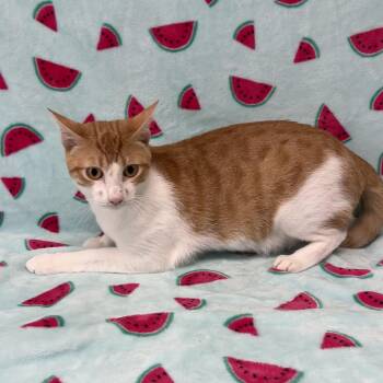 Benny -  Domestic Short Hair Cat for Adoption in Valdosta, Georgia - Benny | PetCurious