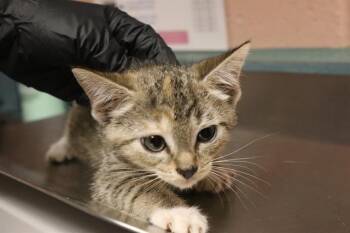 KINSLEY -  Domestic Short Hair Cat for Adoption in Columbia, South Carolina - KINSLEY | PetCurious