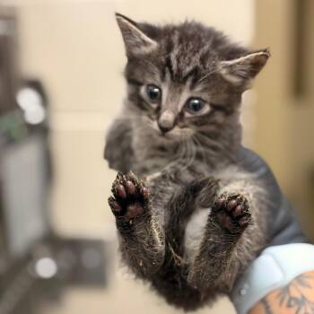 Pennywise- Gray -  Domestic Short Hair Cat for Adoption in Winston-salem, North Carolina - Pennywise- Gray | PetCurious