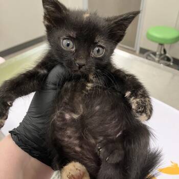 Jolie -  Domestic Short Hair Cat for Adoption in Las Cruces, New Mexico - Jolie | PetCurious