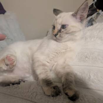 Marigold -  Siamese Cat for Adoption in Mount Vernon, Arkansas - Marigold | PetCurious
