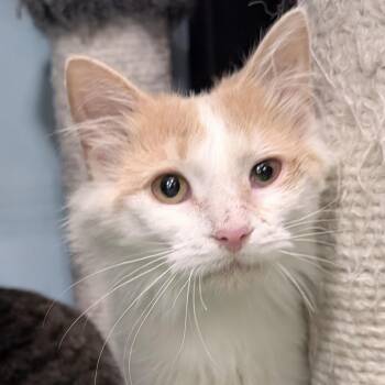 Domestic Medium Hair Cats Available for Adoption in Smithfield, North Carolina - Flora | PetCurious