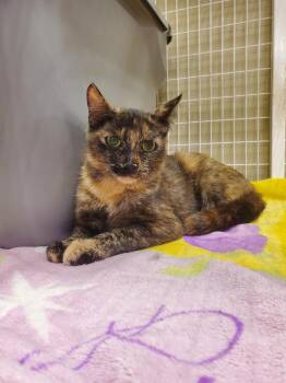Domestic Short Hair Cats Available for Adoption in Zimmerman, Minnesota - Gumbo | PetCurious