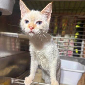 Jasmine -  Domestic Short Hair Cat for Adoption in Caldwell, Texas - Jasmine | PetCurious