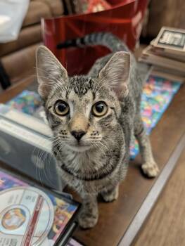 Huntington 5774 -  Domestic Short Hair Cat for Adoption in Dallas, Texas - Huntington 5774 | PetCurious