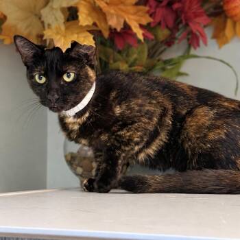 Stella -  Tortoiseshell Cat for Adoption in Syosset, New York - Stella | PetCurious