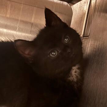 Betty -  Domestic Short Hair Cat for Adoption in Bristol, Indiana - Betty | PetCurious