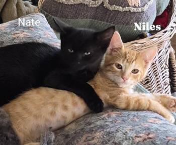 Nate & Noles -  Tabby and Domestic Short Hair Cat for Adoption in San Luis Obispo, California - Nate & Noles | PetCurious