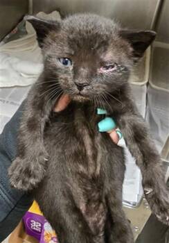 Domestic Short Hair Cats Available for Adoption in Riverside, California - LICORICE | PetCurious