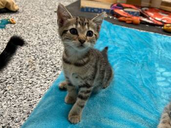 Asahi -  Domestic Short Hair Cat for Adoption in Raleigh, North Carolina - Asahi | PetCurious