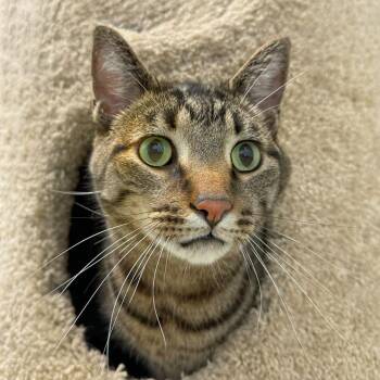 Milo -  Domestic Short Hair Cat Available for Adoption in Falmouth, Massachusetts - Milo | PetCurious