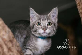 Glory -  Domestic Short Hair Cat for Adoption - Glory | PetCurious