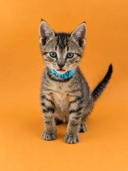 Leroy -  Domestic Short Hair Cat for Adoption in Dahlonega, Georgia - Leroy | PetCurious