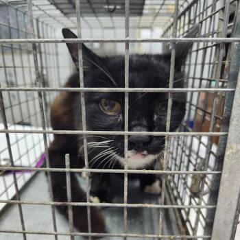 Galahad -  Domestic Short Hair and Mixed Breed Cat Available for Adoption in Summerville, South Carolina - Galahad | PetCurious