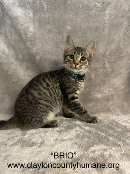 Rescue Tabby Cats for Adoption in Locust Grove, Georgia - Brio - CCHS | PetCurious