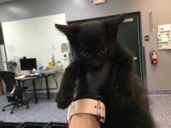 Domestic Short Hair Cats Available for Adoption in Thousand Palms, California - SAGE | PetCurious