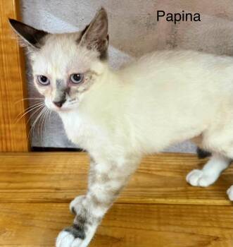 Papina lynx point Siamese kitten -  Siamese Cat for Adoption in Jackson, Georgia - Papina Lynx Point Siamese Kitten | PetCurious