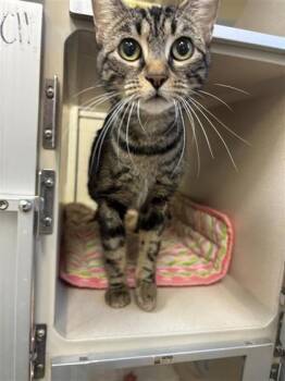 Rescue Domestic Short Hair Cats for Adoption in Hutchinson, Kansas - KiKi | PetCurious