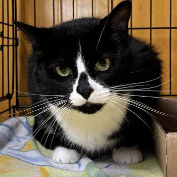 Domestic Short Hair Cats Available for Adoption in Newark, New Jersey - Azure | PetCurious