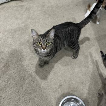 Natty Light -  Domestic Short Hair Cat for Adoption in Fredericksburg, Virginia - Natty Light | PetCurious