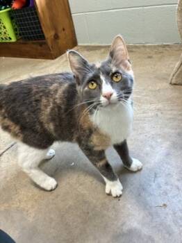 Rescue Domestic Short Hair Cats for Adoption in Barnesville, Georgia - 25-132 Sylvia | PetCurious