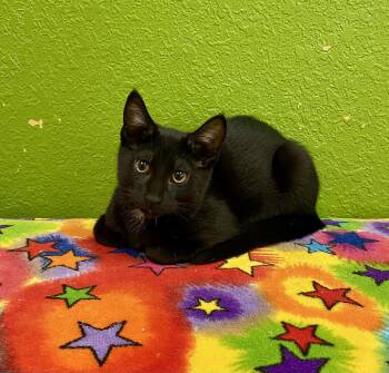 Obsidian -  Domestic Short Hair Cat for Adoption in Fargo, North Dakota - Obsidian | PetCurious