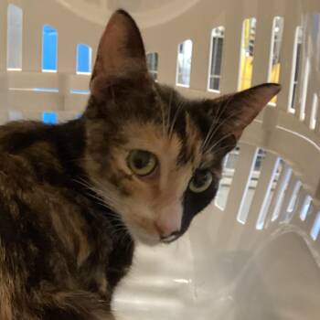 Nancy -  Domestic Short Hair Cat for Adoption in Montgomery, Alabama - Nancy | PetCurious