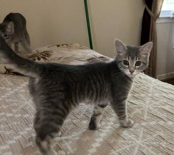 Misty - NV -  Domestic Short Hair Cat for Adoption in Greenville, South Carolina - Misty - NV | PetCurious