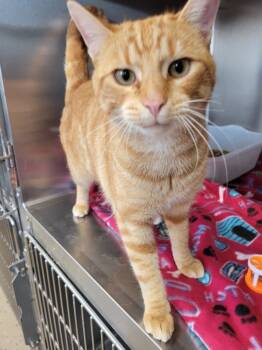 Rescue Domestic Short Hair Cats for Adoption in Camden, Tennessee - Rufus | PetCurious