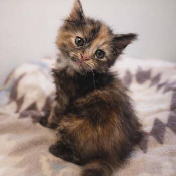 Domestic Short Hair Cats Available for Adoption - White Lightning | PetCurious