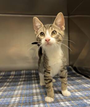 Trowel -  Domestic Short Hair Cat for Adoption in Montville, New Jersey - Trowel | PetCurious
