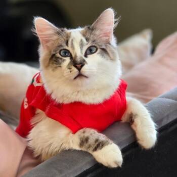 Sophie -  Siamese and Snowshoe Cat for Adoption in Los Angeles, California - Sophie | PetCurious