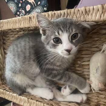 Brabra -  Domestic Short Hair Cat for Adoption - Brabra | PetCurious