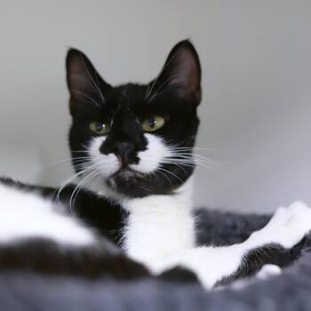 Domestic Short Hair Cats Available for Adoption in Los Angeles, California - Ava | PetCurious