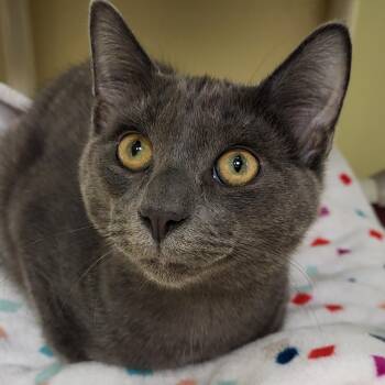 Sweet Chili -  Domestic Short Hair Cat for Adoption in Grayslake, Illinois - Sweet Chili | PetCurious