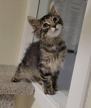 Jalapeno -  Domestic Medium Hair Cat for Adoption in Sandusky, Ohio - Jalapeno | PetCurious