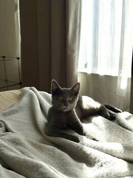 Josie Girl -  Domestic Short Hair and Russian Blue Cat for Adoption in San Jose, California - Josie Girl | PetCurious