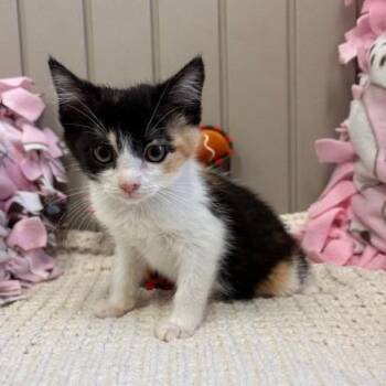 Domestic Short Hair Cats Available for Adoption in Hawthorne, California - Cinco | PetCurious